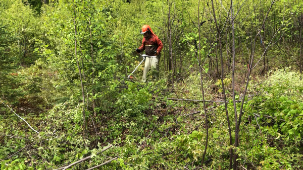 Les 8 MRC du Bas-Saint-Laurent se mobilisent pour maintenir les travailleuses et travailleurs en aménagement forestier en emploi dans la région 