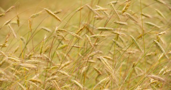 Fonds de soutien au développement bioalimentaire : annonce des premiers projets retenus et lancement du deuxième appel à projets